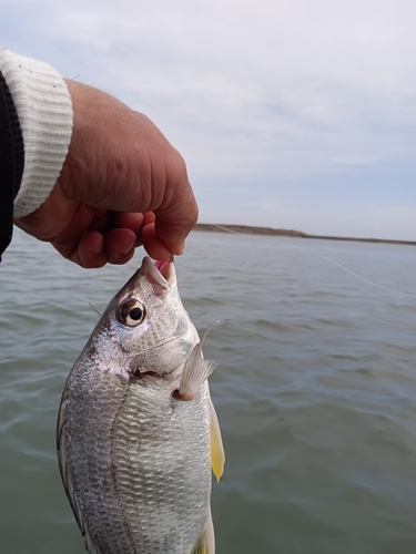 キビレの釣果