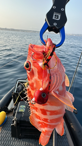 アカハタの釣果