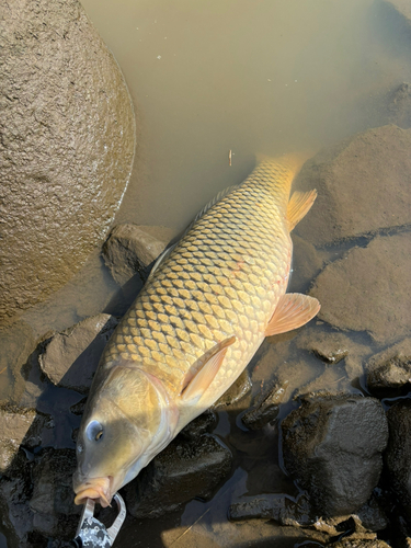 コイの釣果