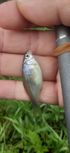 ヤリタナゴの釣果