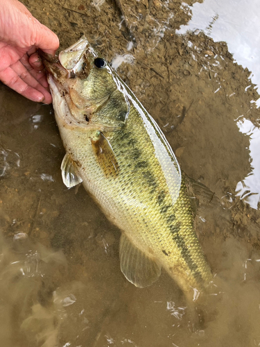 ラージマウスバスの釣果