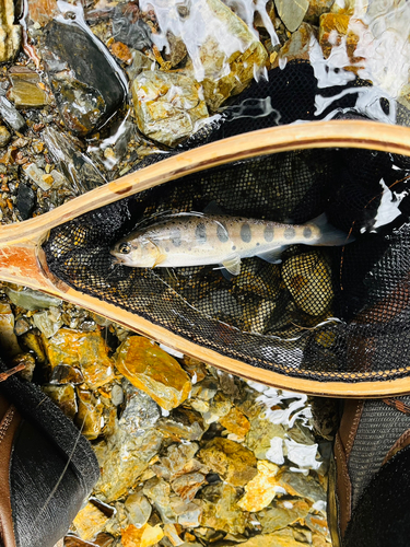 ヤマメの釣果