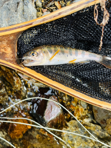 ヤマメの釣果