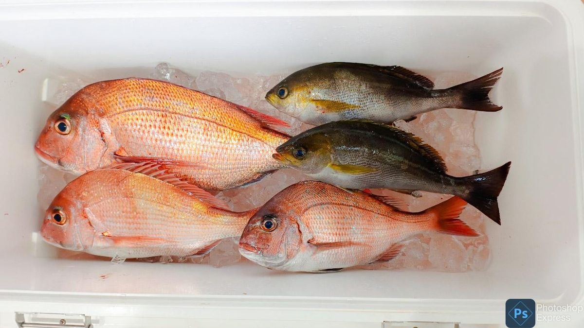 まさらさんの釣果 2枚目の画像