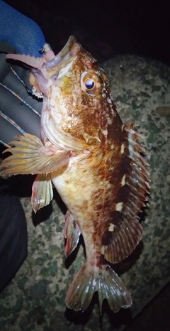 カサゴの釣果