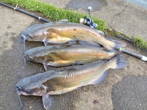 アメリカナマズの釣果