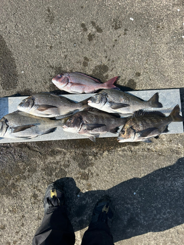 チヌの釣果