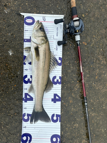 シーバスの釣果