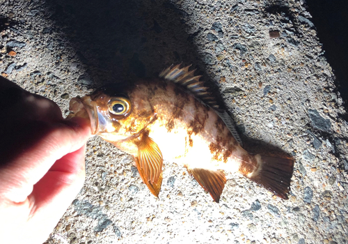 メバルの釣果