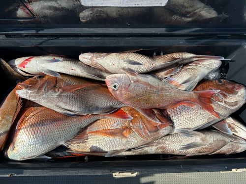 タイの釣果