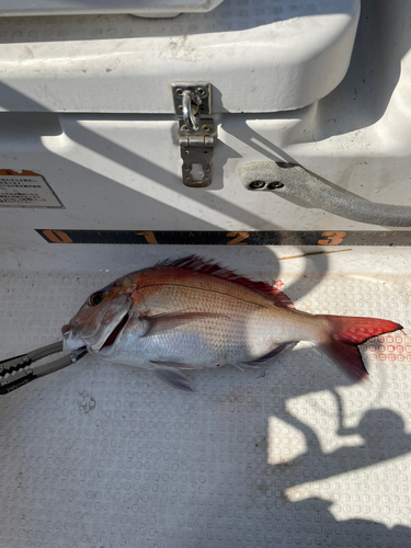 マダイの釣果