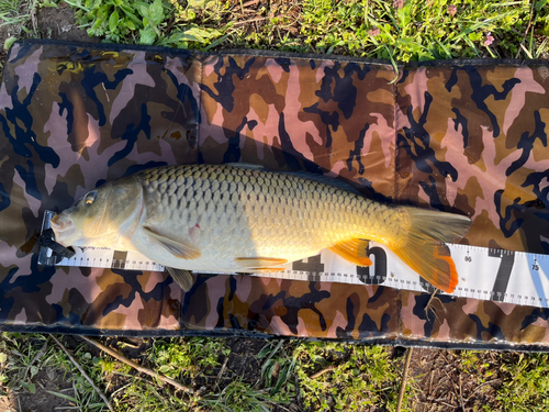 コイの釣果