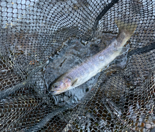 ニッコウイワナの釣果