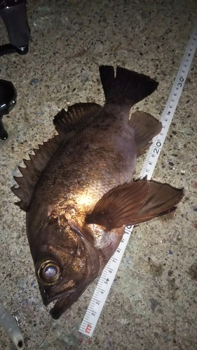 メバルの釣果