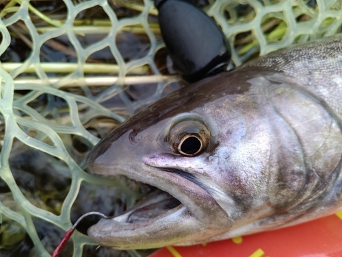 アメマスの釣果