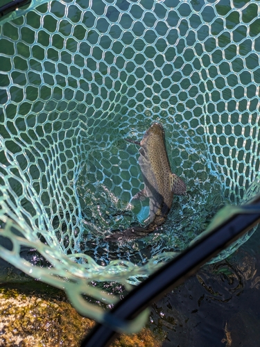 ニジマスの釣果