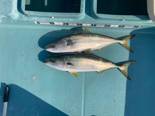 ヤズの釣果