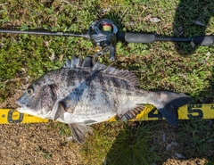 チヌの釣果