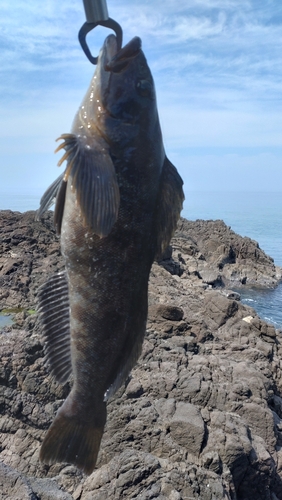 アイナメの釣果