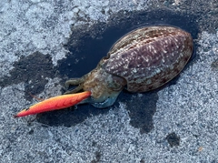 コウイカの釣果