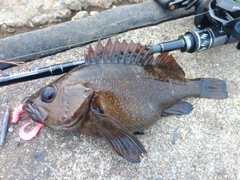 ガヤの釣果