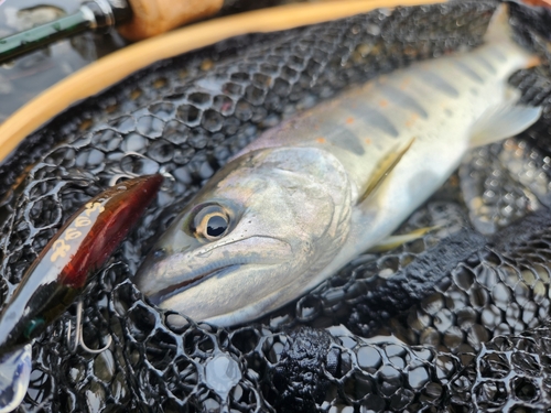 アマゴの釣果