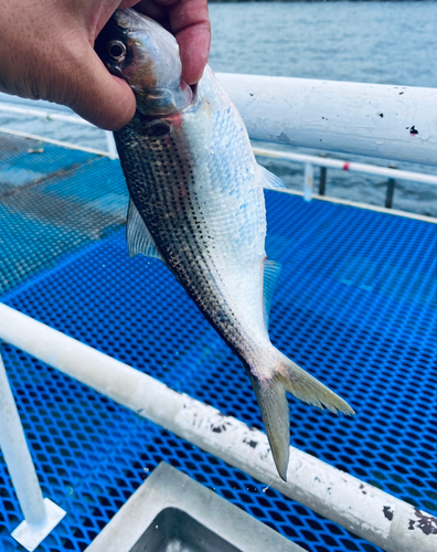 コノシロの釣果