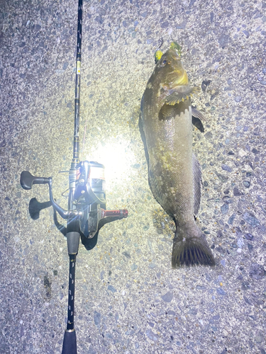 アイナメの釣果