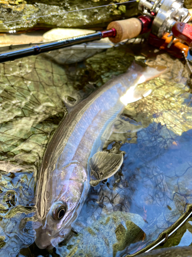 イワナの釣果