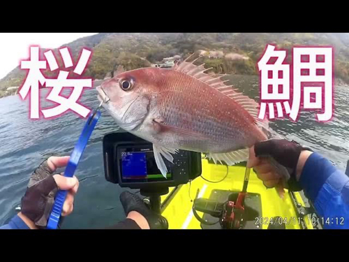 マダイの釣果