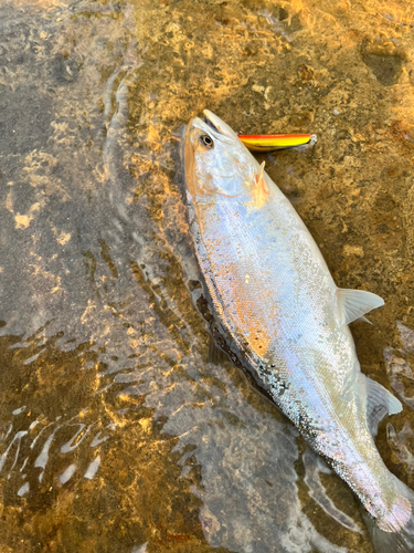 サクラマスの釣果