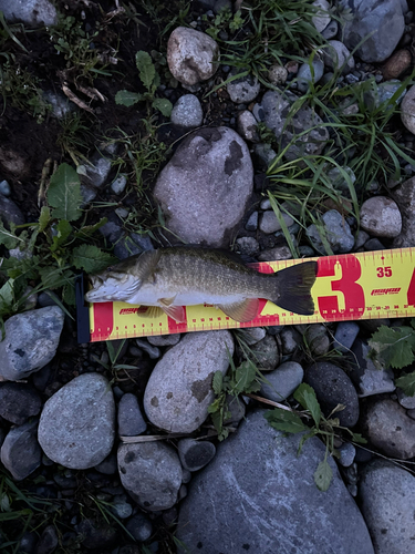 スモールマウスバスの釣果