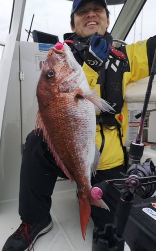 マダイの釣果