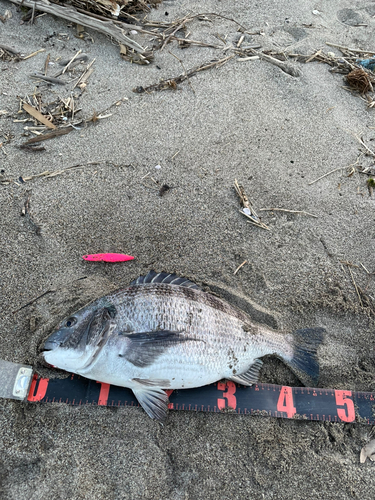 チヌの釣果