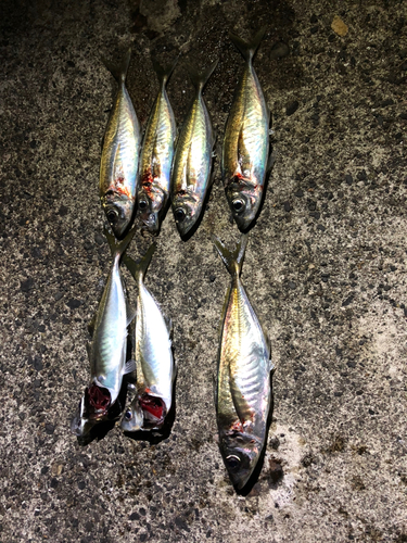 アジの釣果