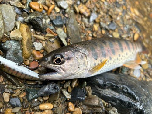 ヤマメの釣果