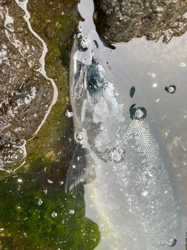 サクラマスの釣果