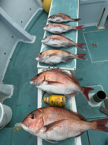 マダイの釣果