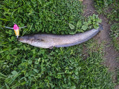 マナマズの釣果