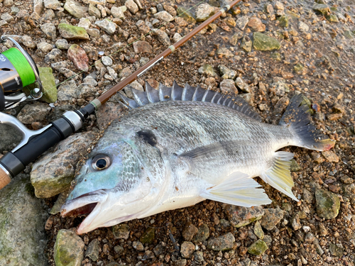 キビレの釣果