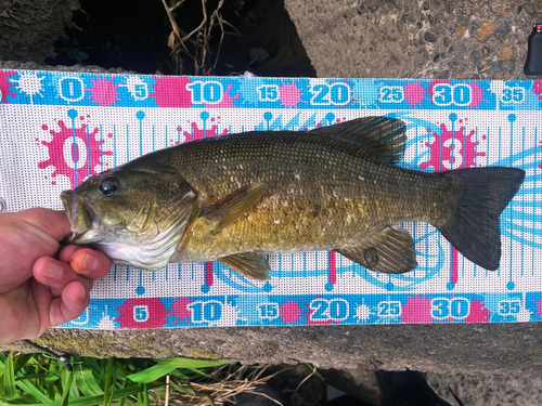 スモールマウスバスの釣果