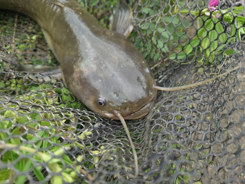 ナマズの釣果