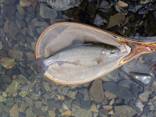 ニジマスの釣果