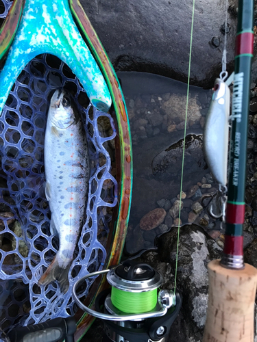 アマゴの釣果