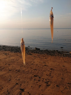 キスの釣果