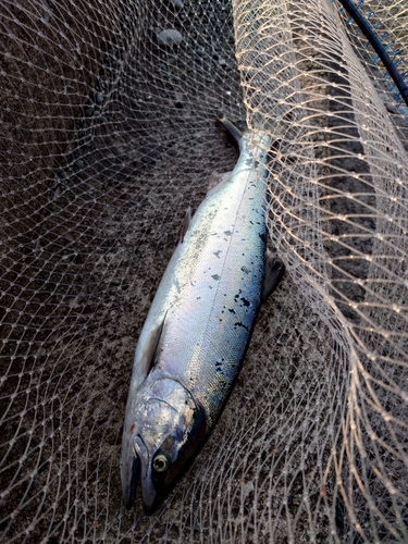 サクラマスの釣果