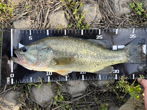 ブラックバスの釣果