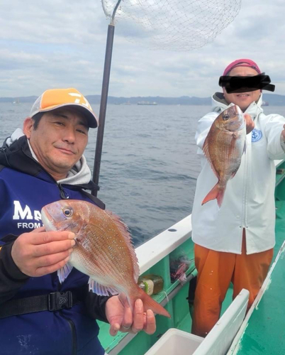 マダイの釣果