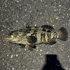 チャイロマルハタの釣果