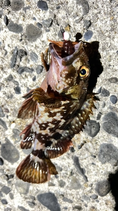 カサゴの釣果